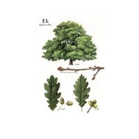 Postcard oak