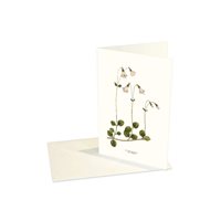 Double card vintage Linnaea borealis