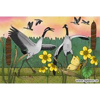 Postcard dancing cranes