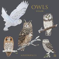 OWLS SQAURE CARDS