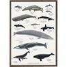 WHALES POSTER