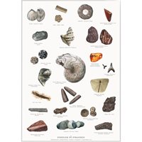 Poster fossiler A4