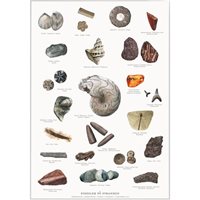 Poster Fossils A4