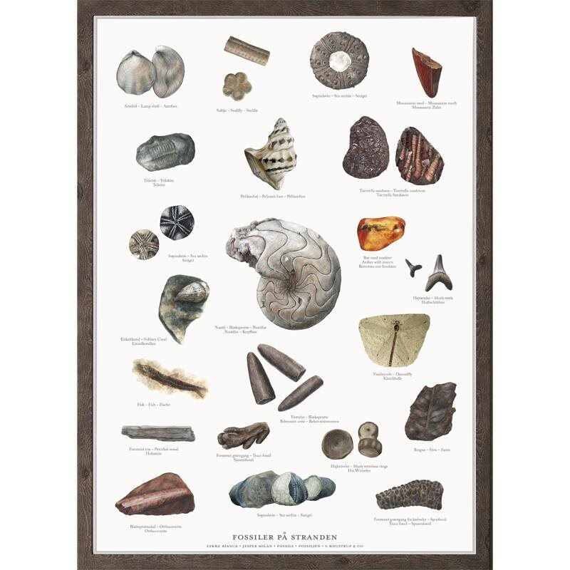 Poster Fossils A4 - Naturbutiken