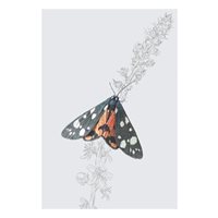 Scarlet Tiger Moth, Everyday Single Card