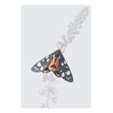 Scarlet Tiger Moth, Everyday Single Card
