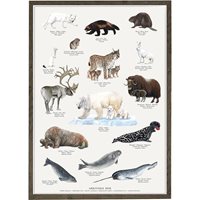 Arctic animal poster