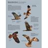 ID Handbook of European Birds 2 volymer