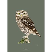 Poster Little Owl