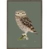 Poster Little Owl