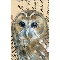 Short tawny owl vintage