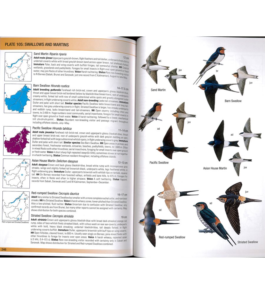 Birds of Borneo - Naturbutiken