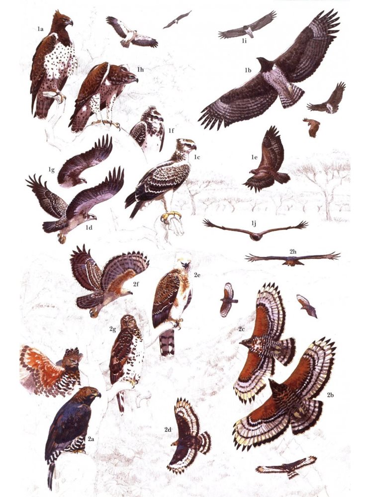 African Raptors - Naturbutiken