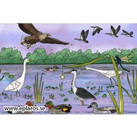 Postcard the pond