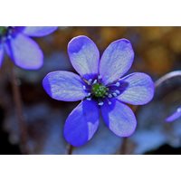 Postcard blue anemone
