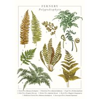 Kort Fernery Greeting Card