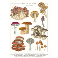 Kort Mushrooms Greeting Card