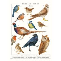 Kort British Birds Greeting Card