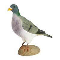 Stock dove