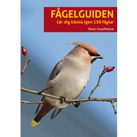 Fågelguiden : lär dig känna igen 150 fåglar
