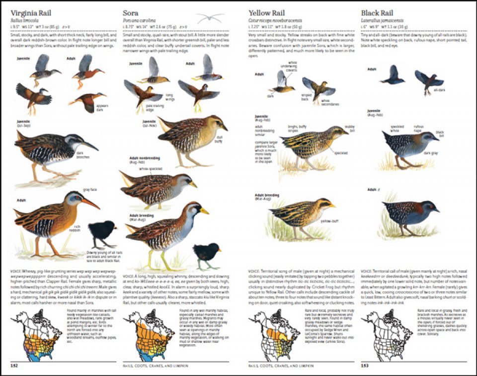 the sibley guide to bird life & behavior