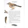Första fågelboken