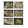 Nordic Lichen Flora. Vol 4
