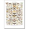 Poster Swedish Moths