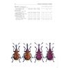 Nemonychidae, Attelabidae (Pine Flower Snout Beetles etc.) FHB 22 (Stejskal)