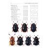Nitidulidae (Glansbaggar) FHB 21 (Jelinek, J.)