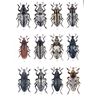 Lixinae (Snout & Bark Beetles) FHB 20 (Stejskal & Trnka)