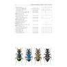 Carabidae 1 (Ground Beetles) FHB 19 (Farkac, J.)