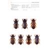 Heteroceridae (Mud-loving Beetles) FHB 18 (Skalicky, E.)