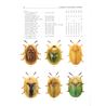 Cassidinae (sköldbaggar) FHB 13 (Sekerka, L.)