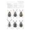 Bruchidae (bönbaggar) FHB 15 (Strejcek, J.)