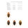 Gyrinidae, Haliplidae m.fl. (whirligig beetles--l.) FHB 9