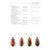 Tenebrionidae (Darkling Beetles) FHB 8