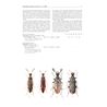 Ripiphoridae (kamhornsbaggar) FHB 7
