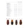 Mycetophagidae (svampbaggar) FHB 1
