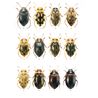 Dytiscidae.(Diving beetles) FHB 11 (Hajek, J.)