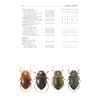 Dytiscidae.(Diving beetles) FHB 11 (Hajek, J.)