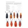 Drilidae, Omalisidae, Lycidae & Lampyridae. FHB 5