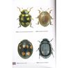 Ladybird Beetles (Coccinellidae) of Central Europe