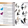 Field Guide to the Birds of Borneo 2:nd edition (Myers)