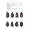 Agyrtidae, Silphidae (Carrion & Primitive carrion Beetles) uppl.2 FHB 26 (Ruzick)
