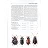 Agyrtidae, Silphidae (Carrion & Primitive carrion Beetles) uppl.2 FHB 26 (Ruzick)