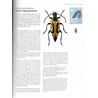 Skalbaggar : långhorningar. Coleoptera : cerambycidae