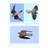 Flight identification of Raptors