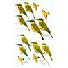 Birds of the Horn of Africa (REDMAN) 2d EDITION