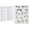 Illustrated Checklist of the Birds of the World. Vol 2 (Del
